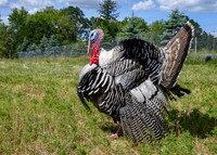 Turkeys at Lighthouse Farm Sanctuary