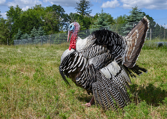 Turkeys at Lighthouse Farm Sanctuary