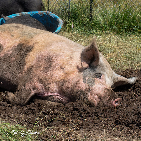 Rescued Pig
