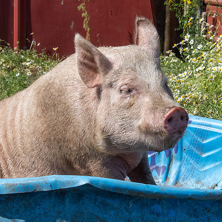 Rescued Pig