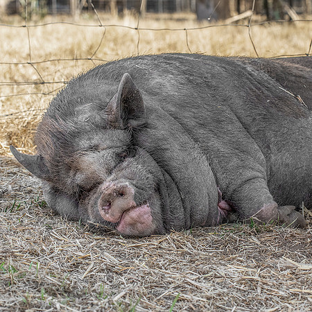 Rescued Pig