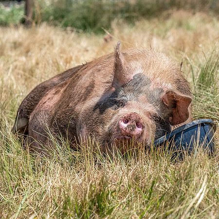 Rescued Pig