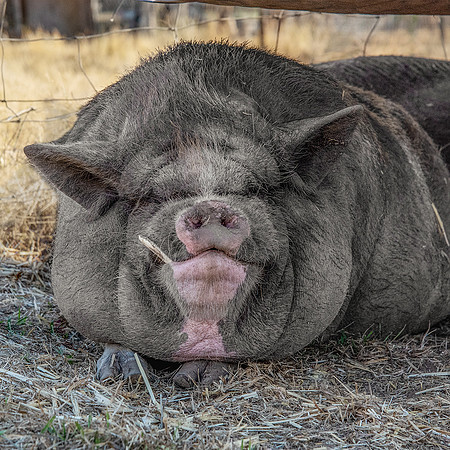 Rescued Pig