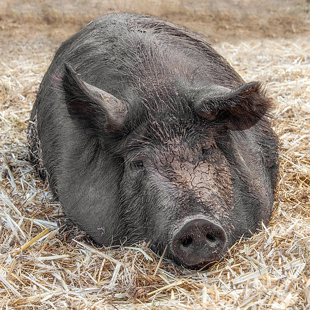 Rescued Pig
