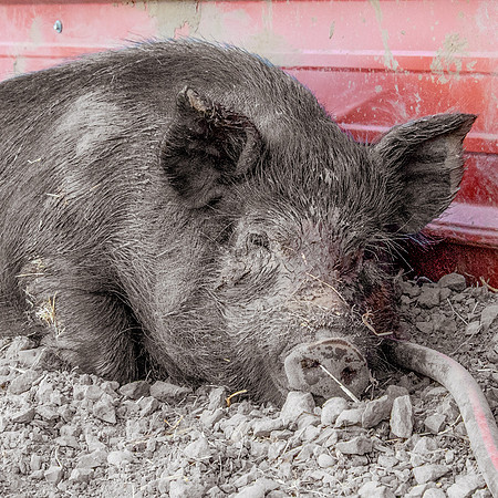 Rescued Pig