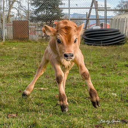 Italo – Calf