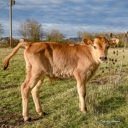 Italo – Calf