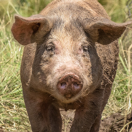 Rescued Pig