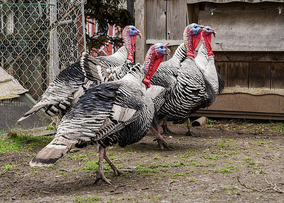 Turkeys at Lighthouse Farm Sanctuary