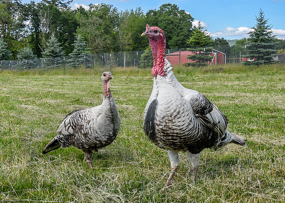 Turkeys at Lighthouse Farm Sanctuary