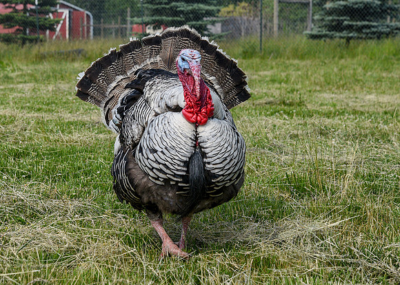 Turkeys at Lighthouse Farm Sanctuary