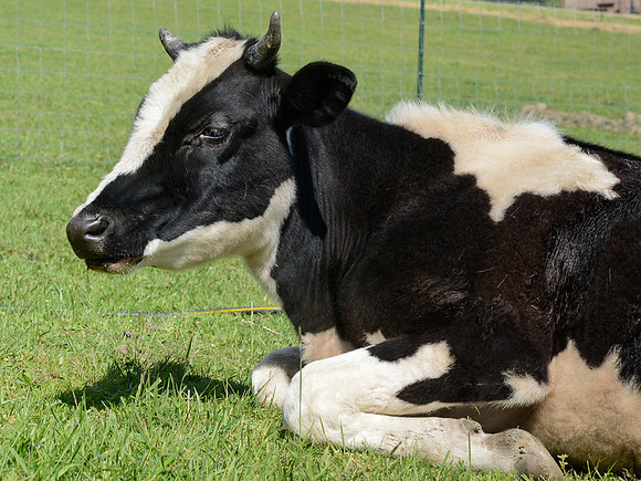 Cow Living in Sanctuary