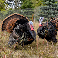 Turkeys at Lighthouse Farm Sanctuary