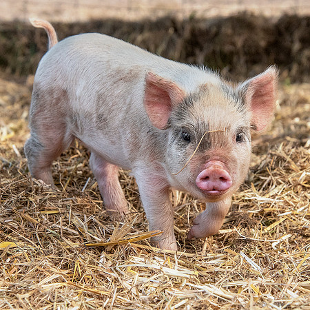 Rescued Pig