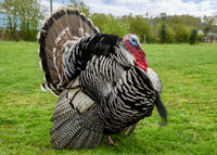 Turkeys at Lighthouse Farm Sanctuary