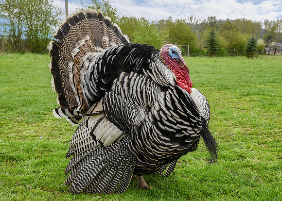 Turkeys at Lighthouse Farm Sanctuary