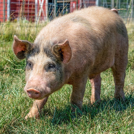 Rescued Pig