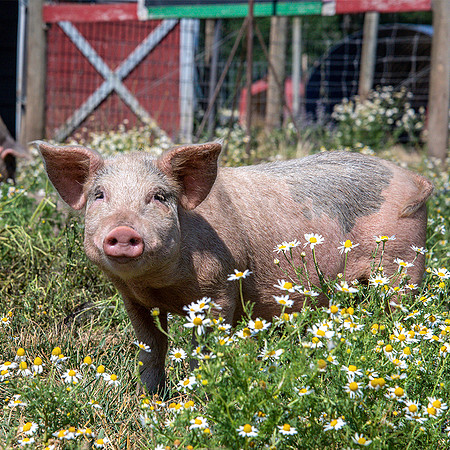 Rescued Pig