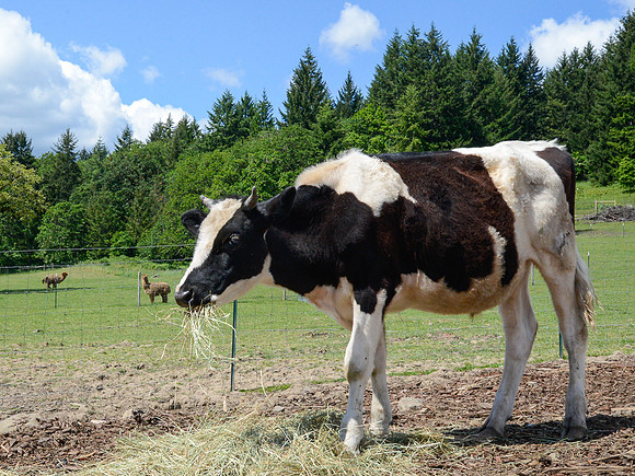Cow Living in Sanctuary