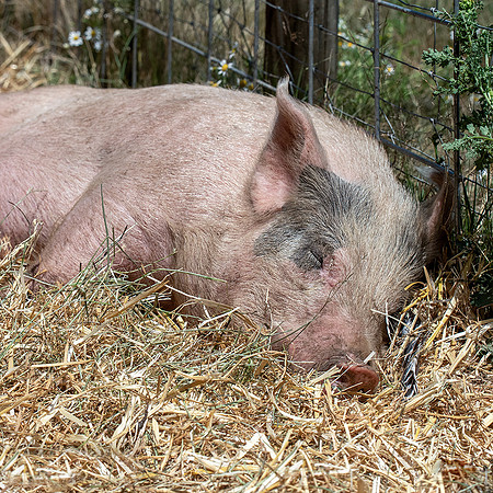 Rescued Pig