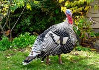Turkeys at Lighthouse Farm Sanctuary