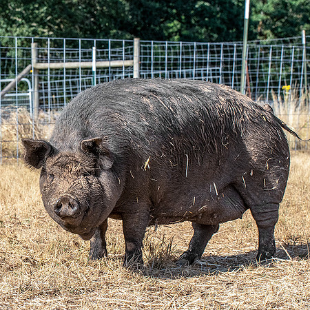 Rescued Pig