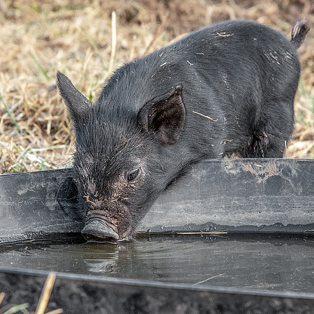 Rescued Pig