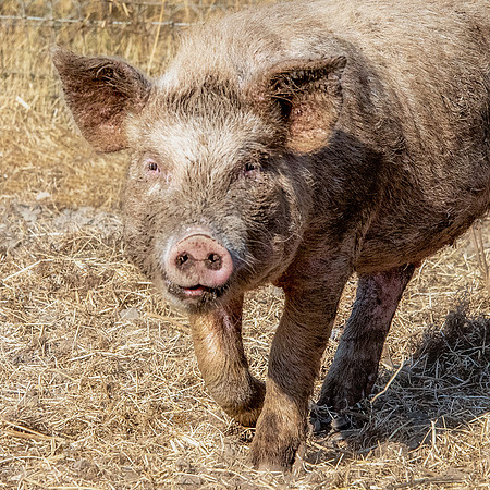 Rescued Pig