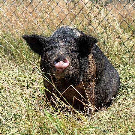 Rescued Pig