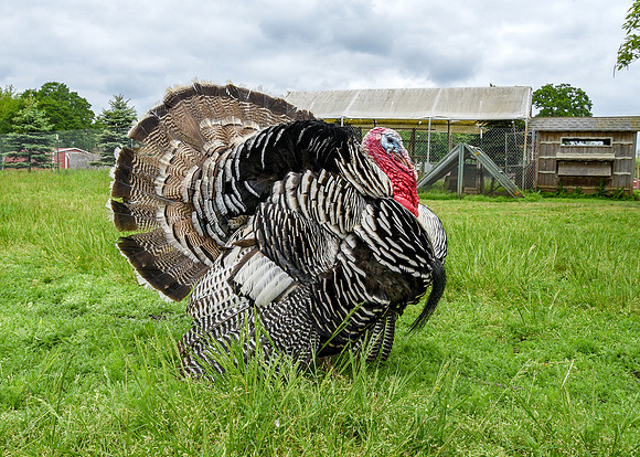 Turkeys at Lighthouse Farm Sanctuary