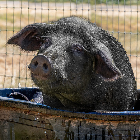Rescued Pig