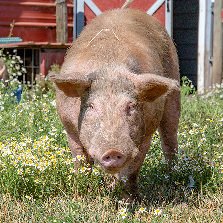 Rescued Pig