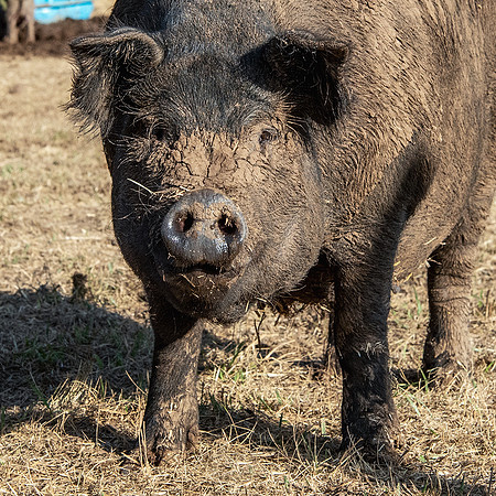 Rescued Pig