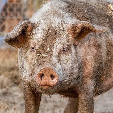 Rescued Pig