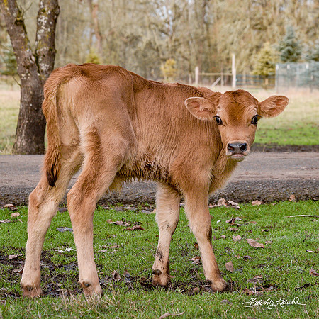 Italo – Calf