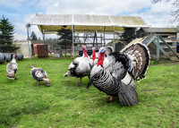 Turkeys at Lighthouse Farm Sanctuary