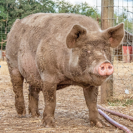 Rescued Pig