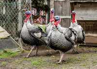Turkeys at Lighthouse Farm Sanctuary