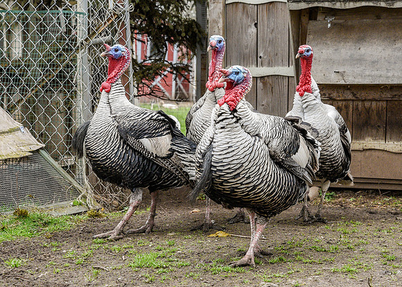 Turkeys at Lighthouse Farm Sanctuary