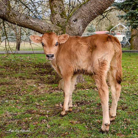 Italo – Calf