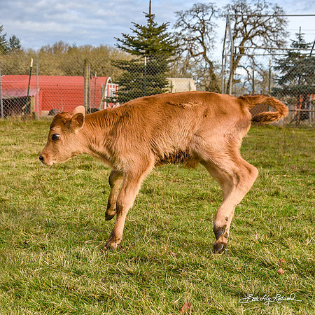 Italo – Calf