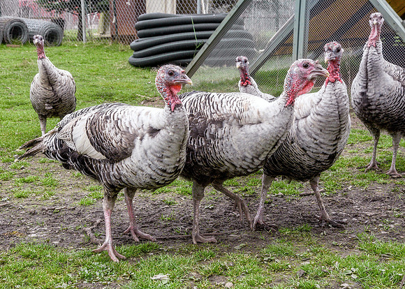 Turkeys at Lighthouse Farm Sanctuary