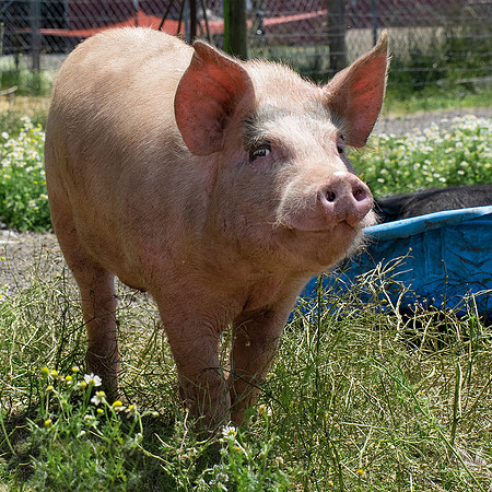 Rescued Pig