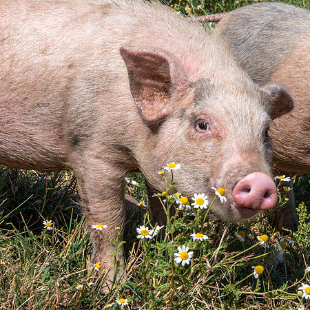 Rescued Pig