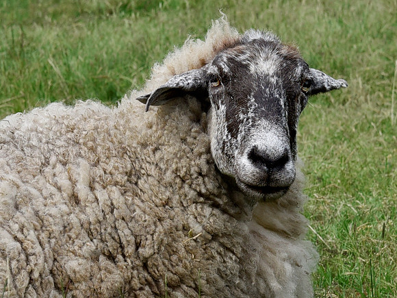 Dolly