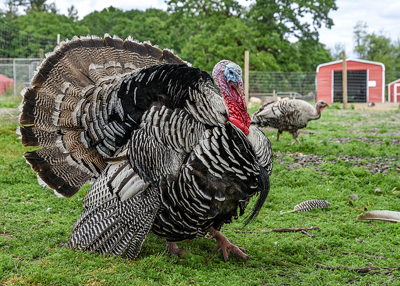 Turkeys at Lighthouse Farm Sanctuary