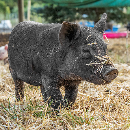 Rescued Pig