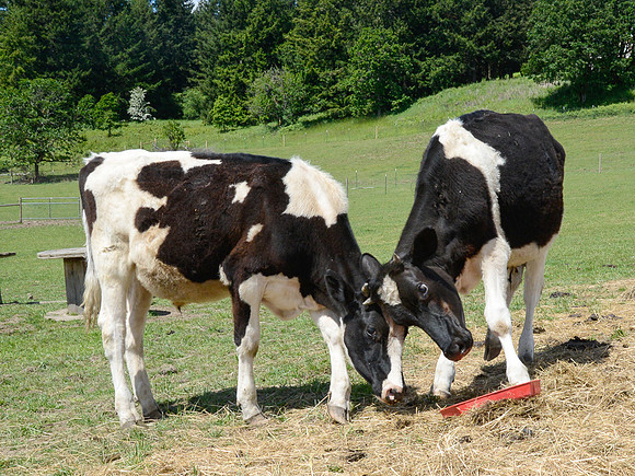 Cow Living in Sanctuary
