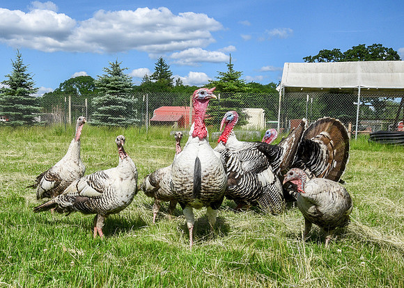 Turkeys at Lighthouse Farm Sanctuary