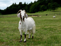 Orin